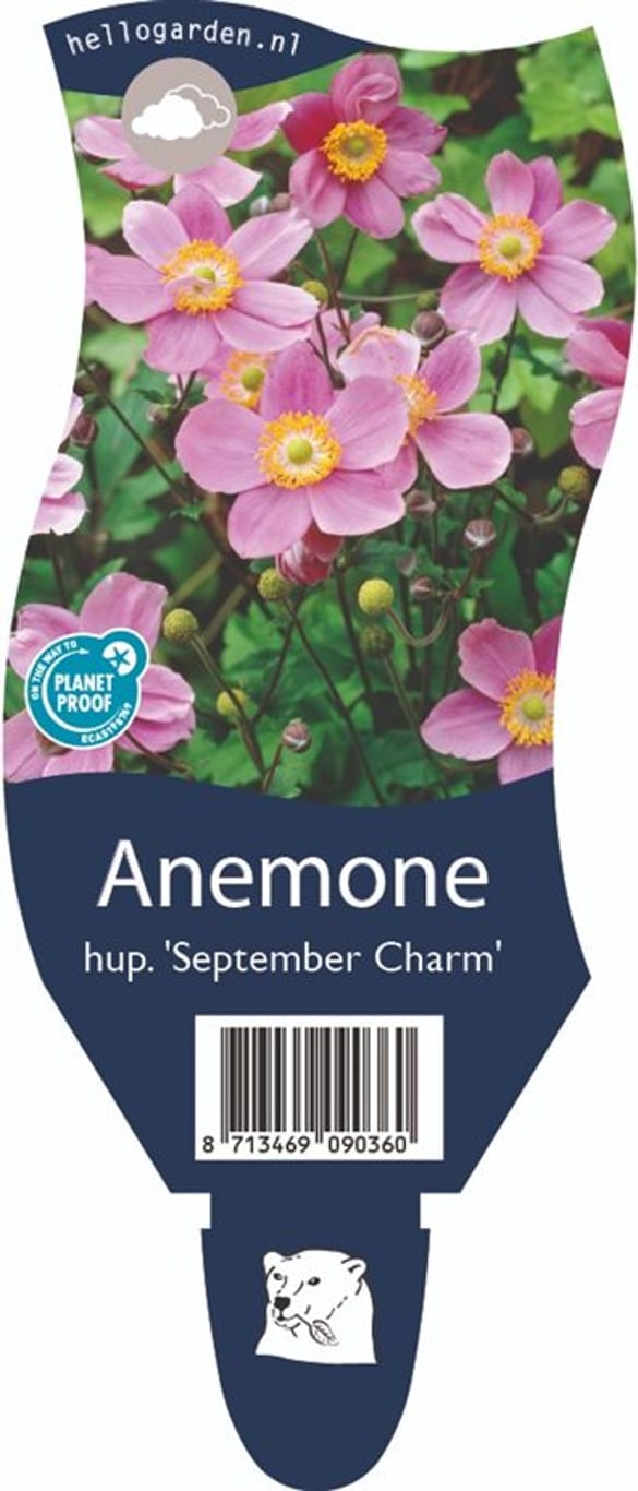 Anemone h. 'September Charm' - P11